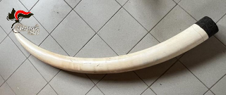 Traffico di specie protette: sequestrate 5 zanne d’elefante